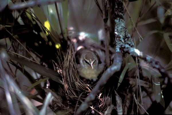 A Swainson’s warbler nesting in switchcane